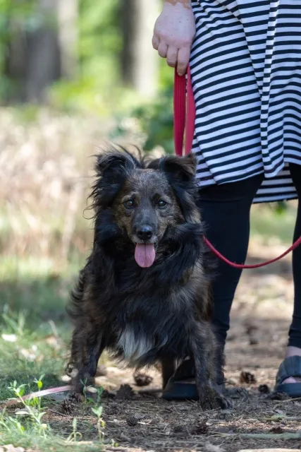 Pies do adopcji, Piła, 22 grudnia 2023 (1/5)