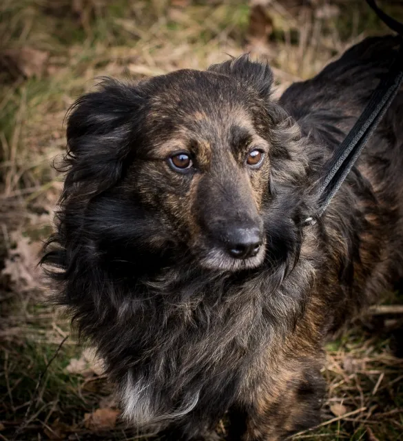 Pies do adopcji, Piła, 22 grudnia 2023 (2/5)