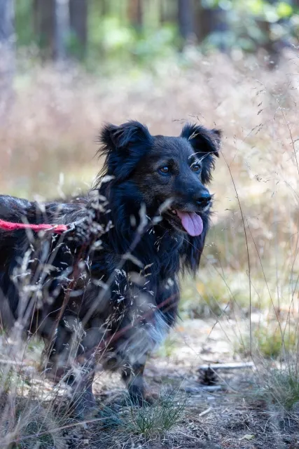 Pies do adopcji, Piła, 22 grudnia 2023 (5/5)