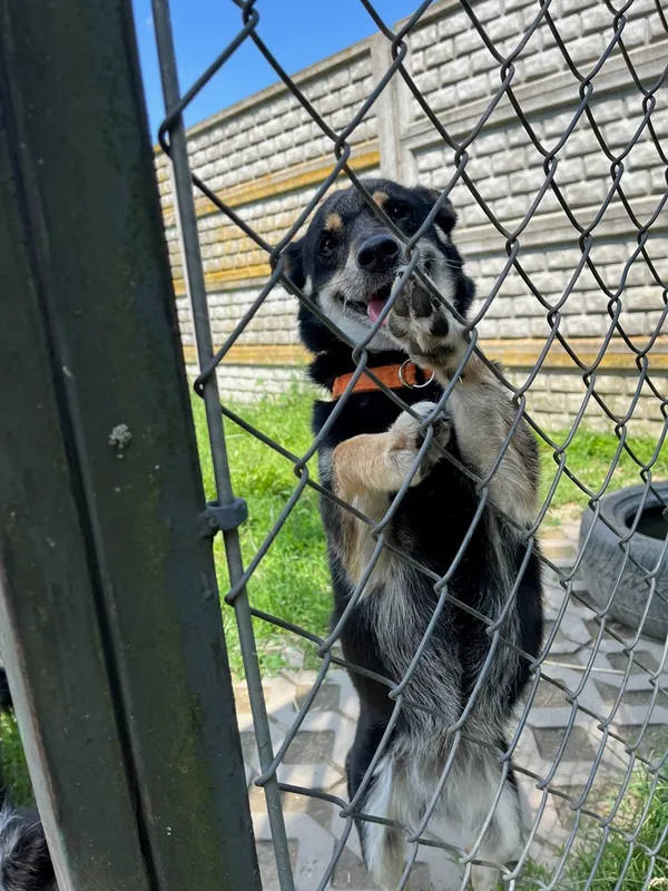 Pies do adopcji, Korabiewice, 21 czerwca 2024 (2/4)