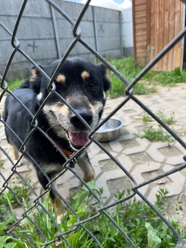 Pies do adopcji, Korabiewice, 21 czerwca 2024 (4/4)