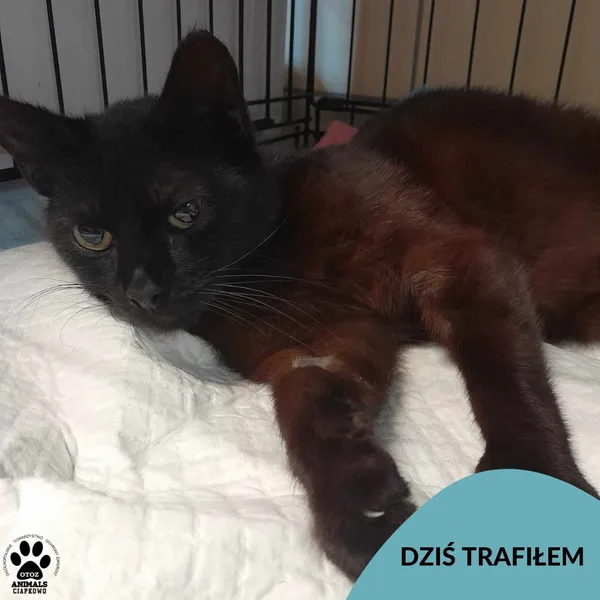 Znaleziono kota, Gdynia, 6 czerwca 2024