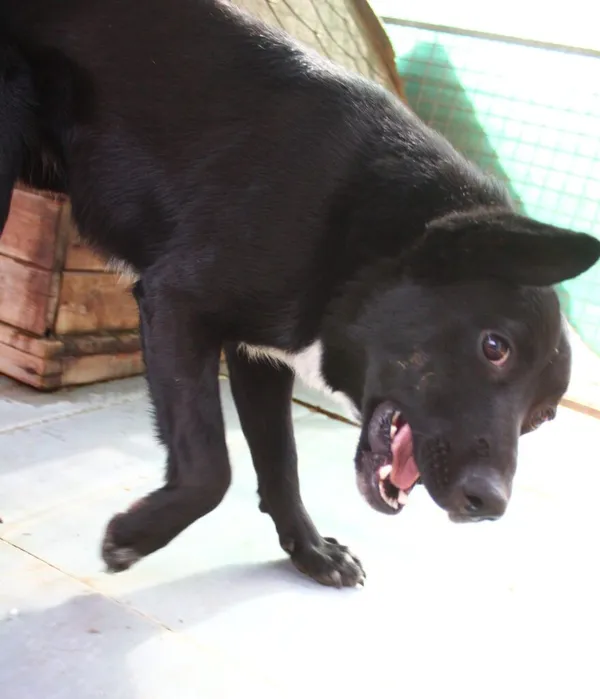 Pies do adopcji, Przyborówko, 5 lutego 2025 (2/5)