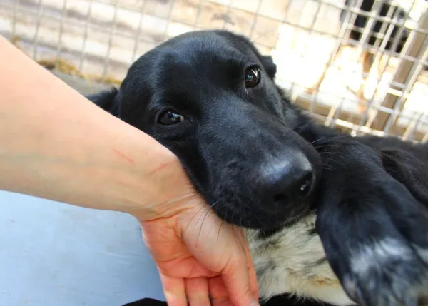 Pies do adopcji, Przyborówko, 5 lutego 2025 (3/5)