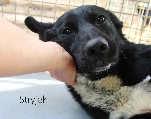 Pies do adopcji, Przyborówko, 5 lutego 2025 (5/5)
