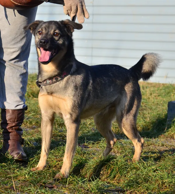 Znaleziono psa, Lublin, 22 czerwca 2024