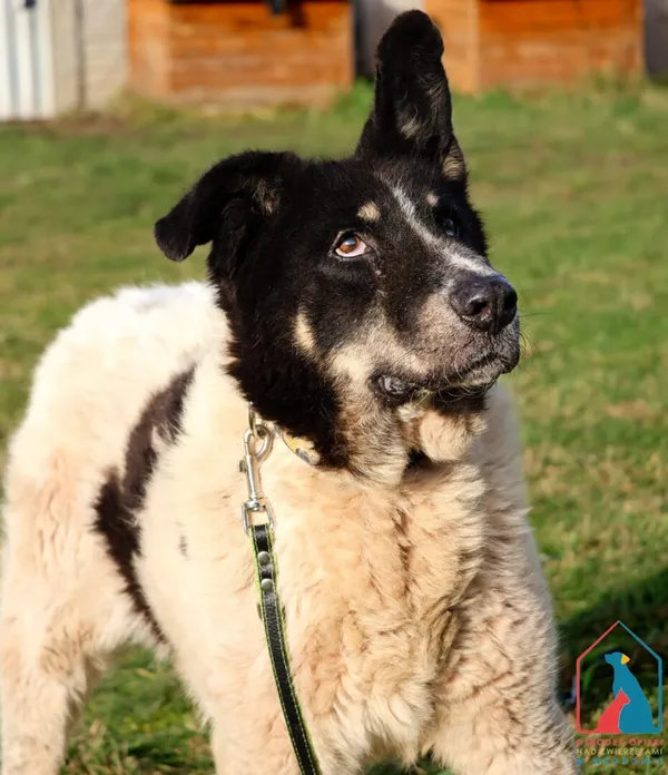 Pies do adopcji, Grudziądz, 3 czerwca 2024 (2/5)