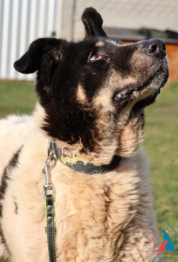 Pies do adopcji, Grudziądz, 3 czerwca 2024 (3/5)