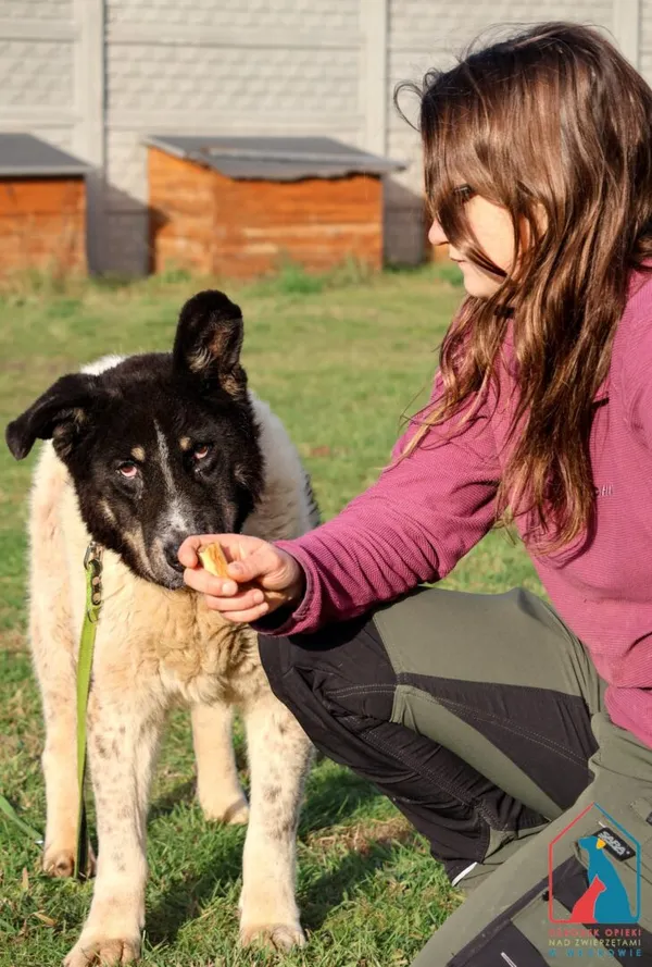 Pies do adopcji, Grudziądz, 3 czerwca 2024 (4/5)