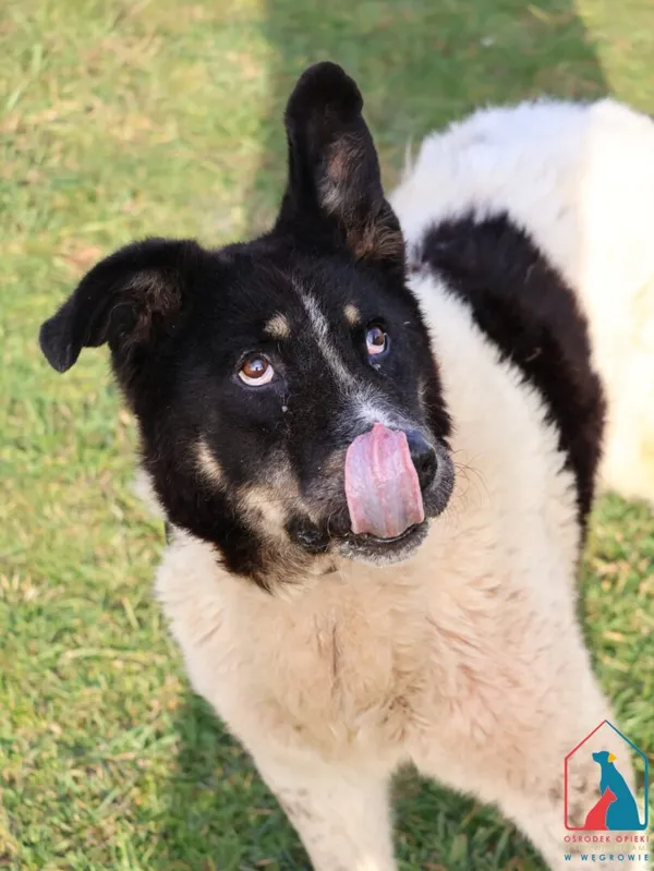 Pies do adopcji, Grudziądz, 3 czerwca 2024 (5/5)