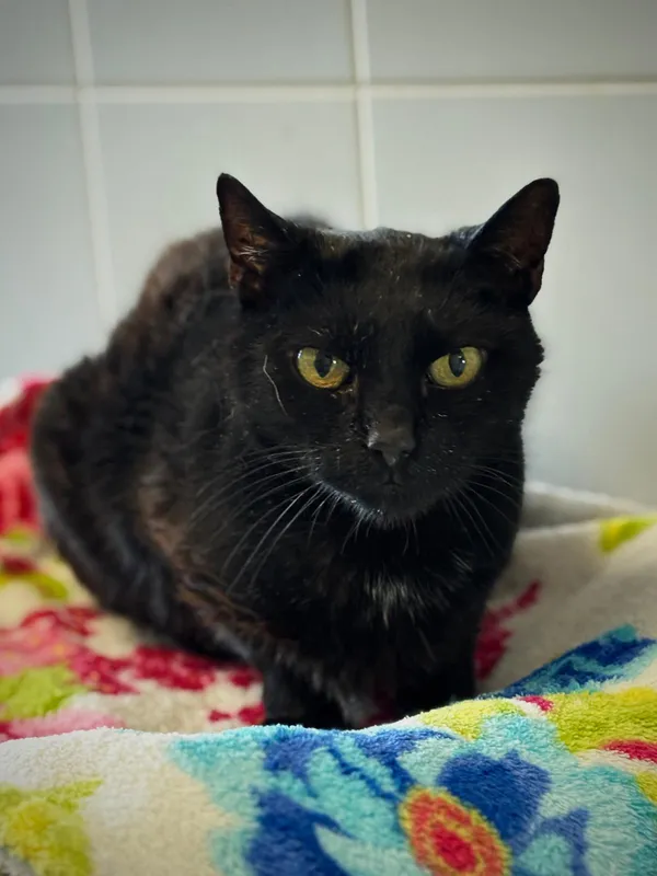 Znaleziono kota, Lublin, 24 czerwca 2024