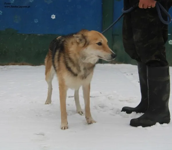 Pies do adopcji, Nowy Dwór Mazowiecki, 23 listopada 2025 (2/5)