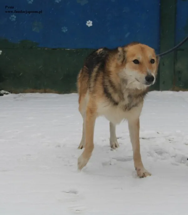 Pies do adopcji, Nowy Dwór Mazowiecki, 23 listopada 2025 (3/5)