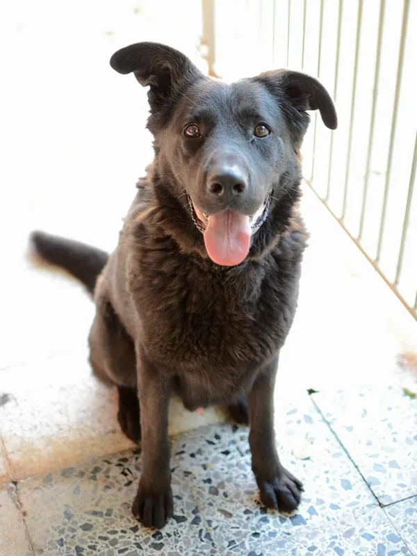 Pies do adopcji, Żary, 25 listopada 2025