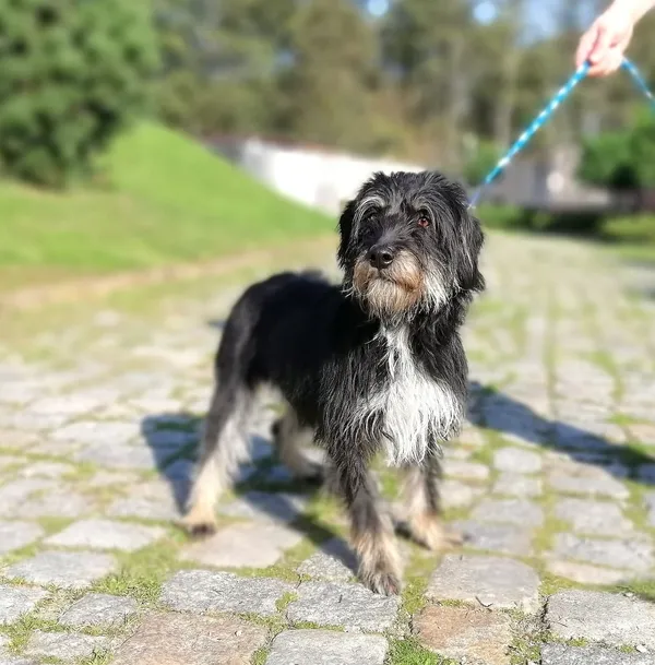 Pies do adopcji, Żary, 25 listopada 2025