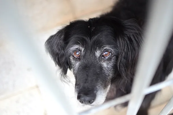 Pies do adopcji, Żary, 21 stycznia 2023