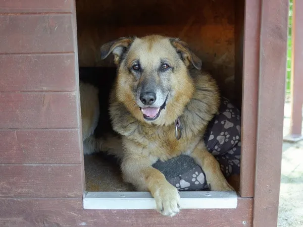 Pies do adopcji, Żary, 25 listopada 2025