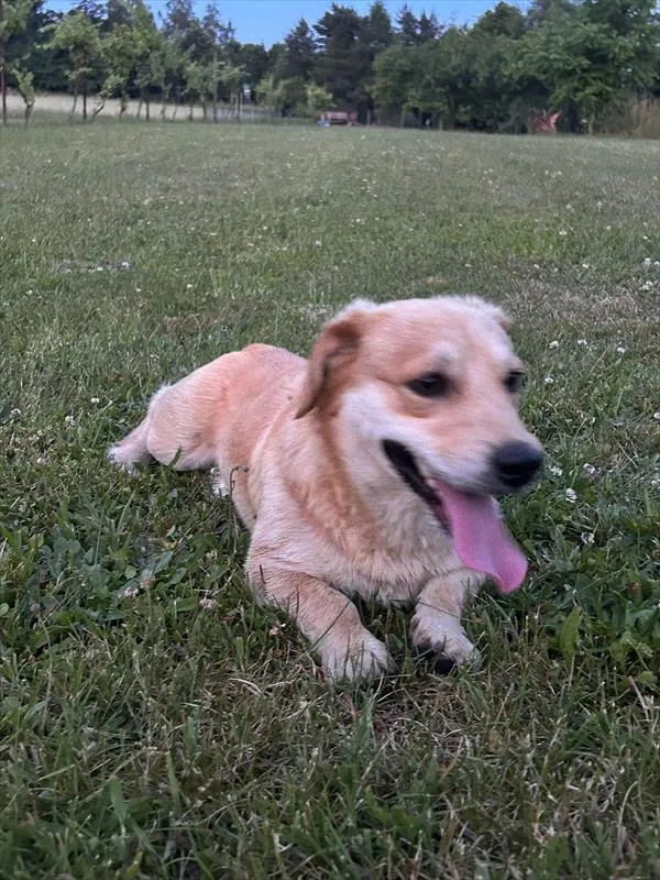 Pies do adopcji, Racibórz, 19 czerwca 2024