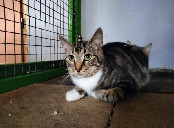 Znaleziono kota, Chojnice, 26 czerwca 2024