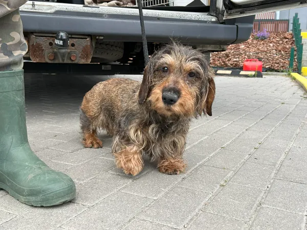 Znaleziono psa, Bydgoszcz, 17 czerwca 2024