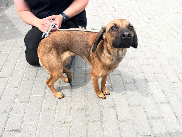 Znaleziono psa, Bydgoszcz, 14 czerwca 2024