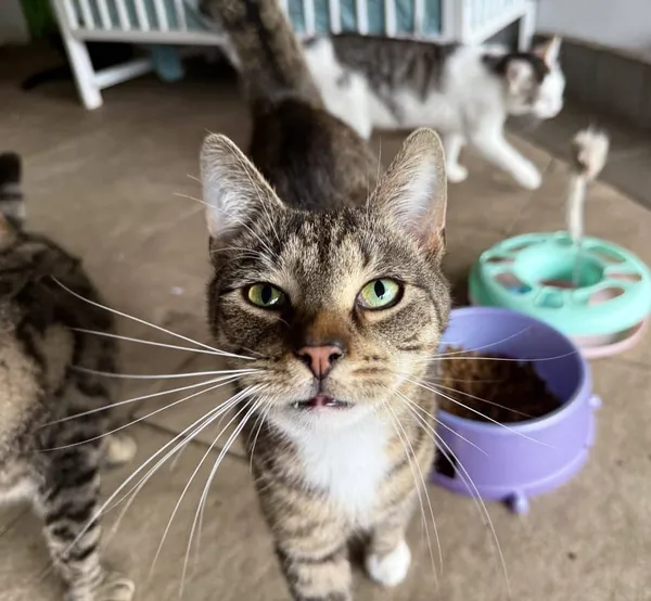 Znaleziono kota, Chojnice, 20 czerwca 2024