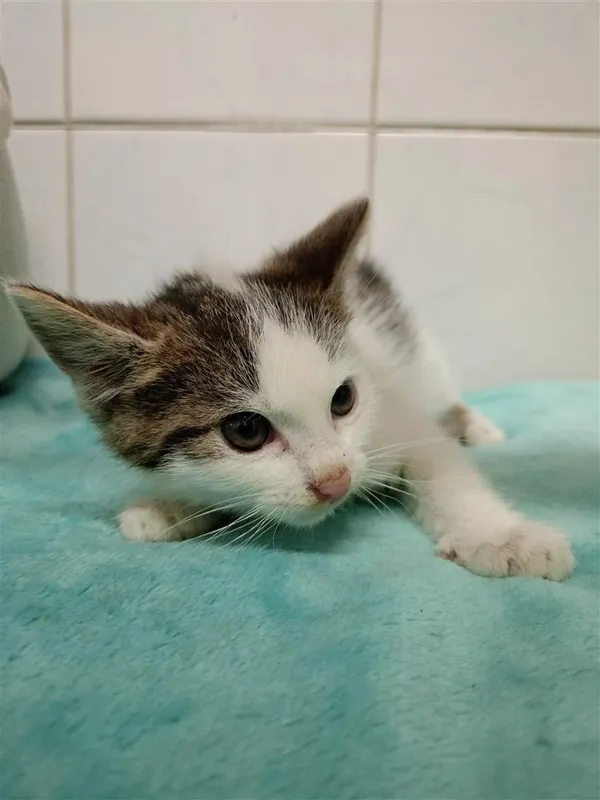 Kot do adopcji, Bytom, 28 czerwca 2024