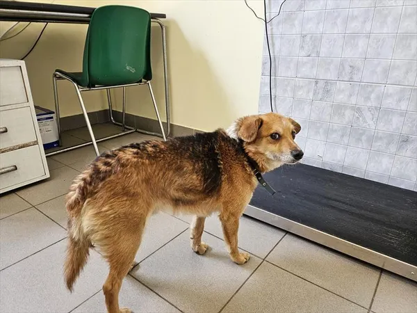 Znaleziono psa, Choszczno, 19 czerwca 2024
