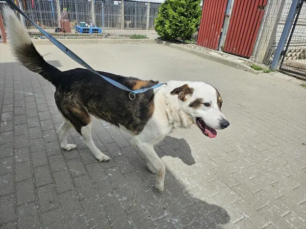 Znaleziono psa, Choszczno, 14 czerwca 2024