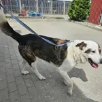 Znaleziono psa