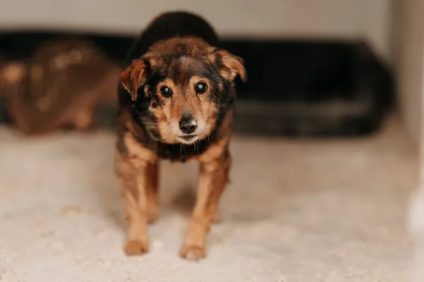 Pies do adopcji, Czartki, 1 lipca 2024 (3/5)