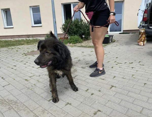 Znaleziono psa, Świdnica, 30 czerwca 2024
