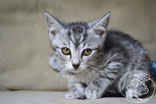 Kot do adopcji, Chełmek, 21 czerwca 2024