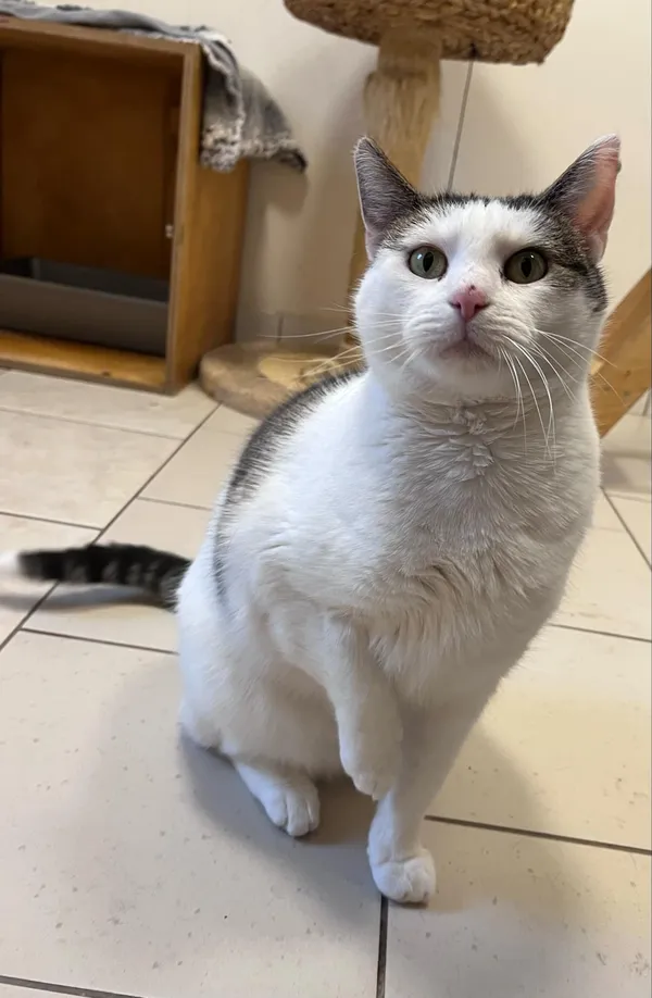 Kot do adopcji, Włocławek, 1 lipca 2024 (1/5)