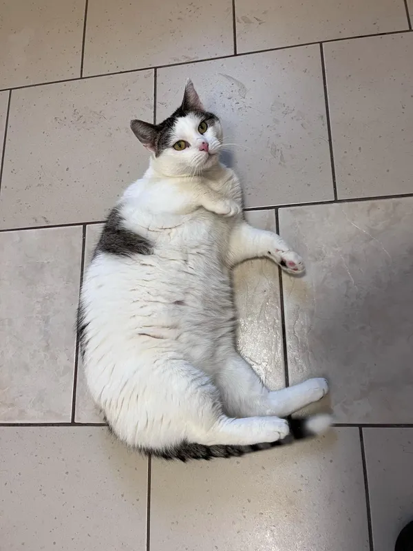 Kot do adopcji, Włocławek, 1 lipca 2024 (3/5)