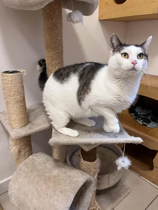 Kot do adopcji, Włocławek, 1 lipca 2024 (4/5)