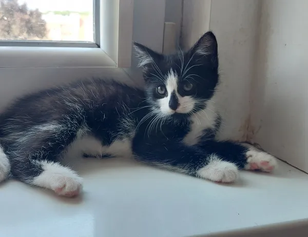 Kot do adopcji, Świdnica, 13 czerwca 2024