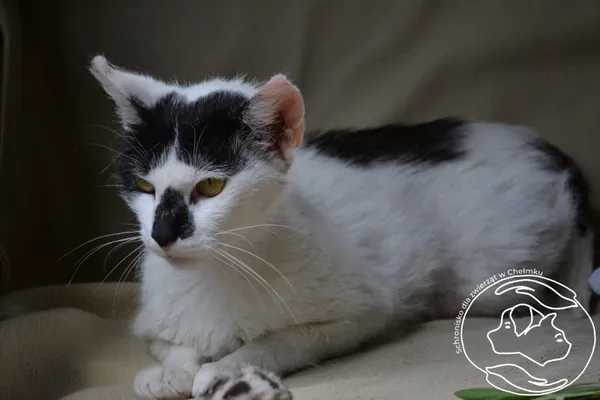 Kot do adopcji, Chełmek, 10 czerwca 2024