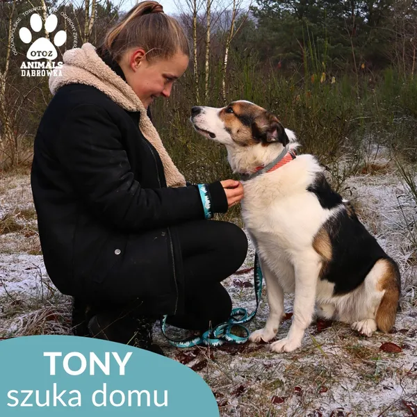 Pies do adopcji, Dąbrówka, 3 grudnia 2025 (1/4)