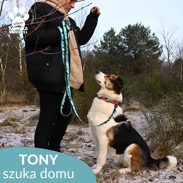 Pies do adopcji, Dąbrówka, 3 grudnia 2025 (2/4)