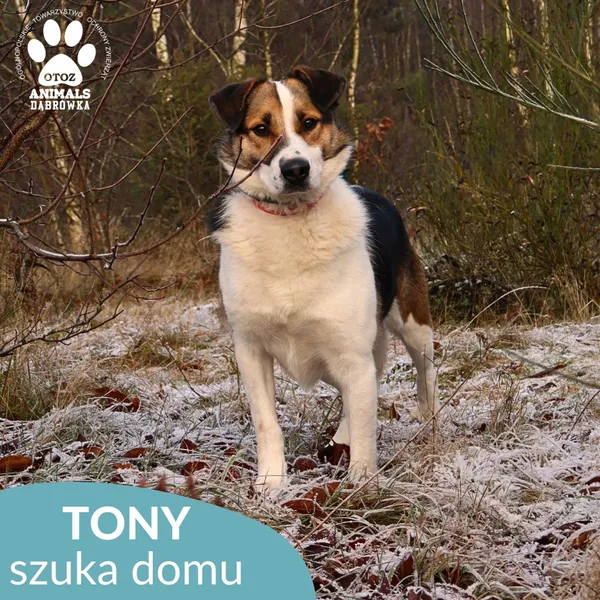 Pies do adopcji, Dąbrówka, 3 grudnia 2025 (3/4)
