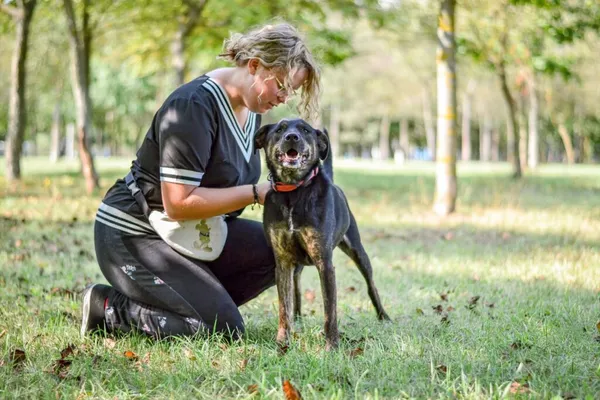 Pies do adopcji, Radom, 13 października 2025 (5/5)