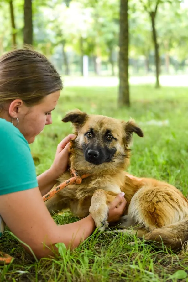 Pies do adopcji, Radom, 7 września 2026 (5/5)