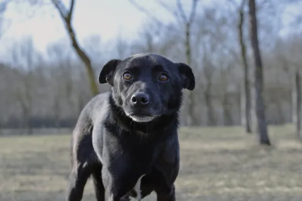 Pies do adopcji, Radom, 9 września 2025 (2/5)