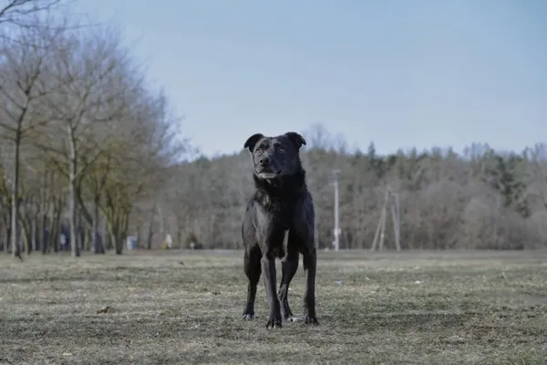 Pies do adopcji, Radom, 9 września 2025 (3/5)