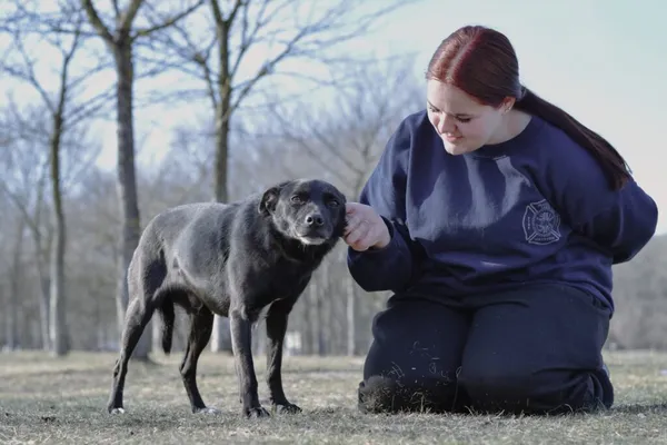 Pies do adopcji, Radom, 9 września 2025 (4/5)