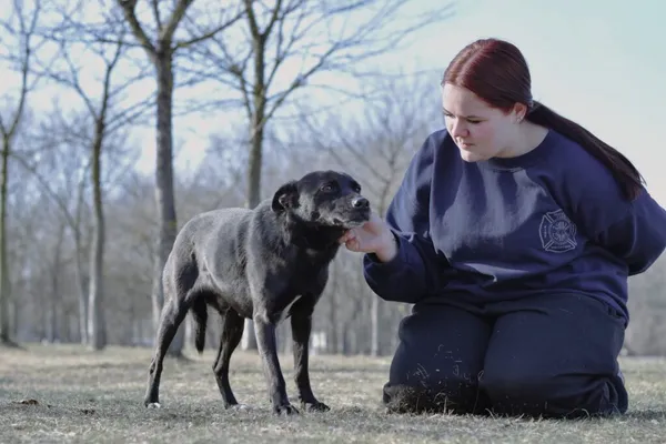 Pies do adopcji, Radom, 9 września 2025 (5/5)