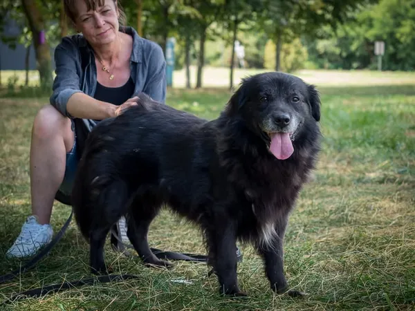 Pies do adopcji, Radom, 10 września 2025 (1/5)