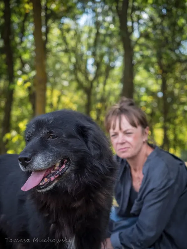 Pies do adopcji, Radom, 10 września 2025 (2/5)