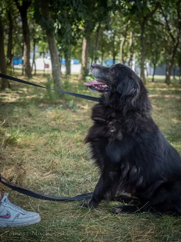 Pies do adopcji, Radom, 10 września 2025 (4/5)